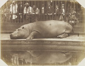 オベイシュ、カバ、ロンドン動物園 作： Comte de Montizón Don Juan