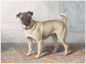 エドウィン・フォム・ラスのパグの肖像 ヴォムラート家のパグの肖像画 作： Conradijn Cunaeus