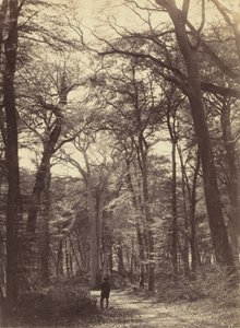 森の情景、c. 1865年。 作： Constant Alexandre Famin