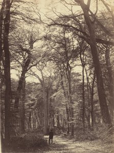 森の風景,c.1865年（写真）