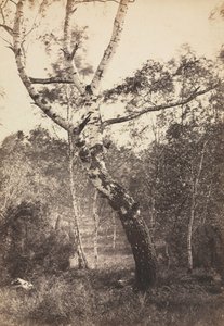 白樺の木の研究、バルビゾン、1860 年代から 1870 年代。