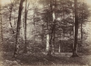 無題 フォンテンブローの森、c。 1874年。 作： Constant Alexandre Famin