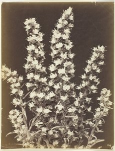 無題[開花植物]、c。 1870年。 作： Constant Alexandre Famin