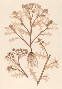 老年期の粘性 作： Constetin von Ettinghausen and Alois Pokorny