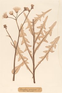 ソンクス・アルベンシス 作： Constetin von Ettinghausen and Alois Pokorny