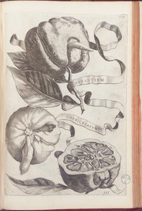 Giovanni Battista Ferrariによる「Hesperus、熱力学Aureorum文化と実践Quatuorの両方」からのホームオレンジプレート409、1646