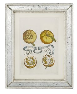 Oranges、Giovanni Battista Ferrariによる「Hesperus、熱力学Aureorum文化と実践Quatuorの両方」からのプレート405、1646