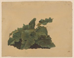 ルバーブに似た植物の葉 作： Cornelis Johannes de Vogel