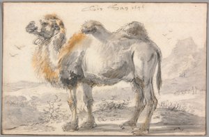 ラクダ 作： Cornelis Saftleven