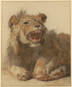 唸るライオン 作： Cornelis Saftleven