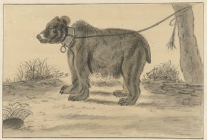 木につながれたクマ 作： Cornelis Saftleven