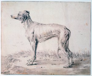 グレイハウンド、1644年