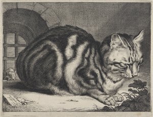 大きな猫 作： Cornelis Visscher (II)