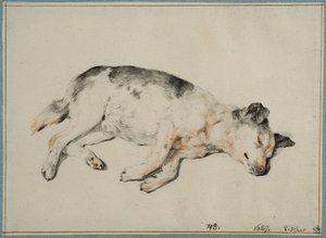 眠る犬の習作 作： コルネリス・フィッシャー