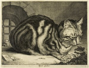 大きな猫 作： Cornelis Visscher
