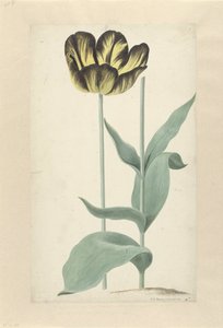 De tulp Bizard Catafalque Bizard Catafalque (オブジェクトのタイトル) 作： Cornelis van Noorde