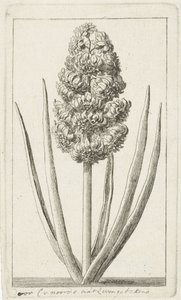 ヒヤシンス 作： Cornelis van Noorde