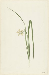虹彩 作： Cornelis van Noorde