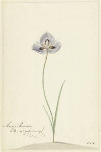 虹彩 作： Cornelis van Noorde