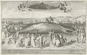 エグモンド・アーン・ゼーに座礁したマッコウクジラ、1764年 Cagelot または Potwhale、長さ約 60 フィート、Egmond op Zee Alive のすぐ北 1764 年 2 月 15 日に立ち往生。3 月 1 日にオークションで 810 Guldens (オブジェクトのタイトル) で売却 作： Cornelis van Noorde
