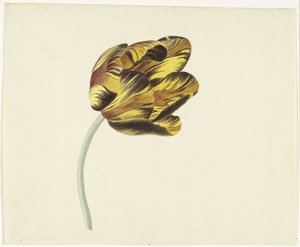 Bizard Phoenixと呼ばれるチューリップ 作： Cornelis van Noorde