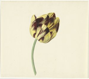 ローマ教皇のBizardと呼ばれるTulp 作： Cornelis van Noorde