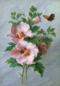 大理石の棚に対するハイビスカス 作： Cornelis van Spaendonck