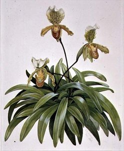 PD.412-1973 ネパール産レディースリッパーオーキッド (Paphiopedilum insigne) 作： Cornelius B. Durham