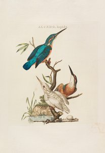 オランダの鳥: 1770 年から 1829 年までの、その家屋、芸術家、所有物による。 作： Cornelius Nozeman
