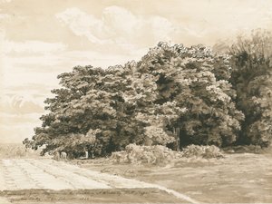 Wrottesley Hall-The Shrubbery：sepia Drawing、1820 作： Cornelius Varley