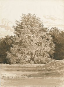 Wrottesley Hall-The Shrubbery：sepia Drawing、1820 作： Cornelius Varley