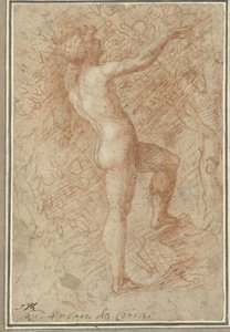アダムは木からりんごを摘みます 作： Correggio
