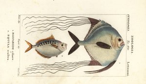アフリカ ポンパノ、Alectis ciliaris、Blepharis ciliaris、Blefaride ciliare 1、ポニーフィッシュ、Poulain ruse、Leiognathus equulus 2 作： Corsi Corsi