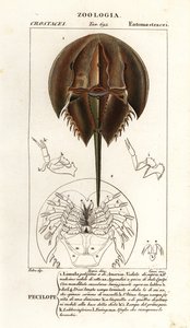 大西洋カブトガニ、Limulus polyphemus