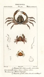剛毛ガニ、Pilumnus hirtellus 1、水色の兵隊ガニ、Mictyris longicarpus 2、エンドウガニ、Pinnotheres pisum 3 作： Corsi Corsi