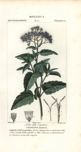 バタフライミスト、Ageratum corymbosum 作： Corsi Corsi