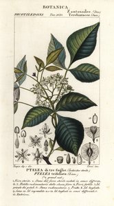 一般的なホップツリー、Ptelea trifoliata、三つ葉の ptelea 作： Corsi Corsi