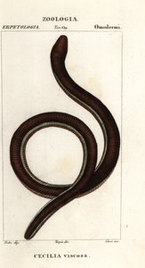 イクチオフィス・グルチノサス（Ichthyophis glutinosus）