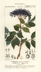 ヨーロッパの黒エルダーベリー、Sambucus nigra、黒または一般的なニワトコ 作： Corsi Corsi