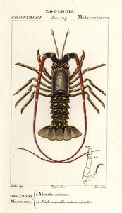 ヨーロッパの伊勢海老、Palinurus elephas 作： Corsi Corsi