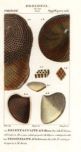 絶滅したサンゴの化石 作： Corsi Corsi
