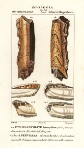 絶滅した軟体動物の化石 作： Corsi Corsi