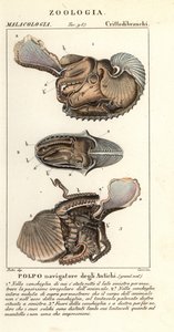 グレーター アルゴナウト タコ、Argonauta アルゴ