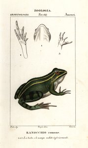 緑のカエル、Pelophylax kl esculentus 作： Corsi Corsi