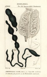 グリーンスプーンワーム、Bonellia viridis