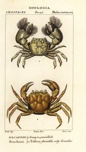 Hemigrapsus penicillatus と Potamon Fluviatile 作： Corsi Corsi