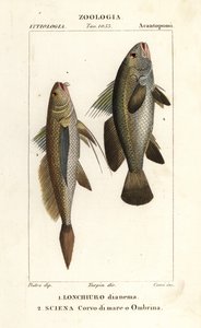 コガネグチ、Lonchurus lanceolatus 1 およびコガネグチ、ストーンバス、シェイドフィッシュ、Argyrosomus regius 2 作： Corsi Corsi