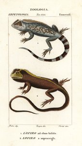 Lyreshead トカゲ、Lyriocephalus scutatus 1 および潜水トカゲまたはモップヘッド イグアナ、Uranoscodon superciliosus 2 作： Corsi Corsi