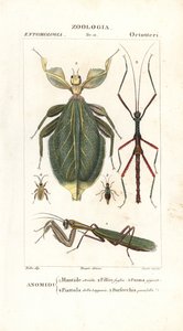 カマキリ、葉虫、ナナフシなど 作： Corsi Corsi