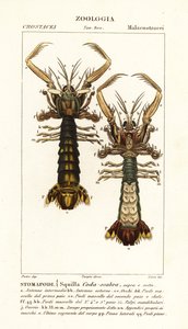 シャコ、Lysiosquilla scabricauda 作： Corsi Corsi